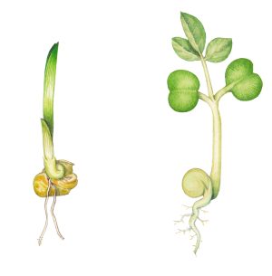 Eudicot and monocot seedling comparison