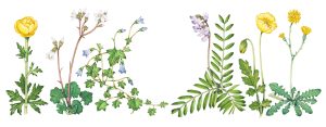 Botanical illustration for The Brecknockshire Flora