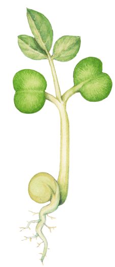 Botanical illustration for the Brecknockshire flora