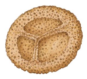 Fern spore Ophioglossum