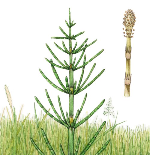 Botanical Illustration from the Brecknockshire Flora