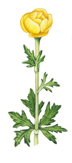 Botanical illustration from the Brecknockshire Flora