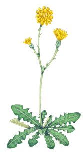 Hawkweed sketch Hieracium species