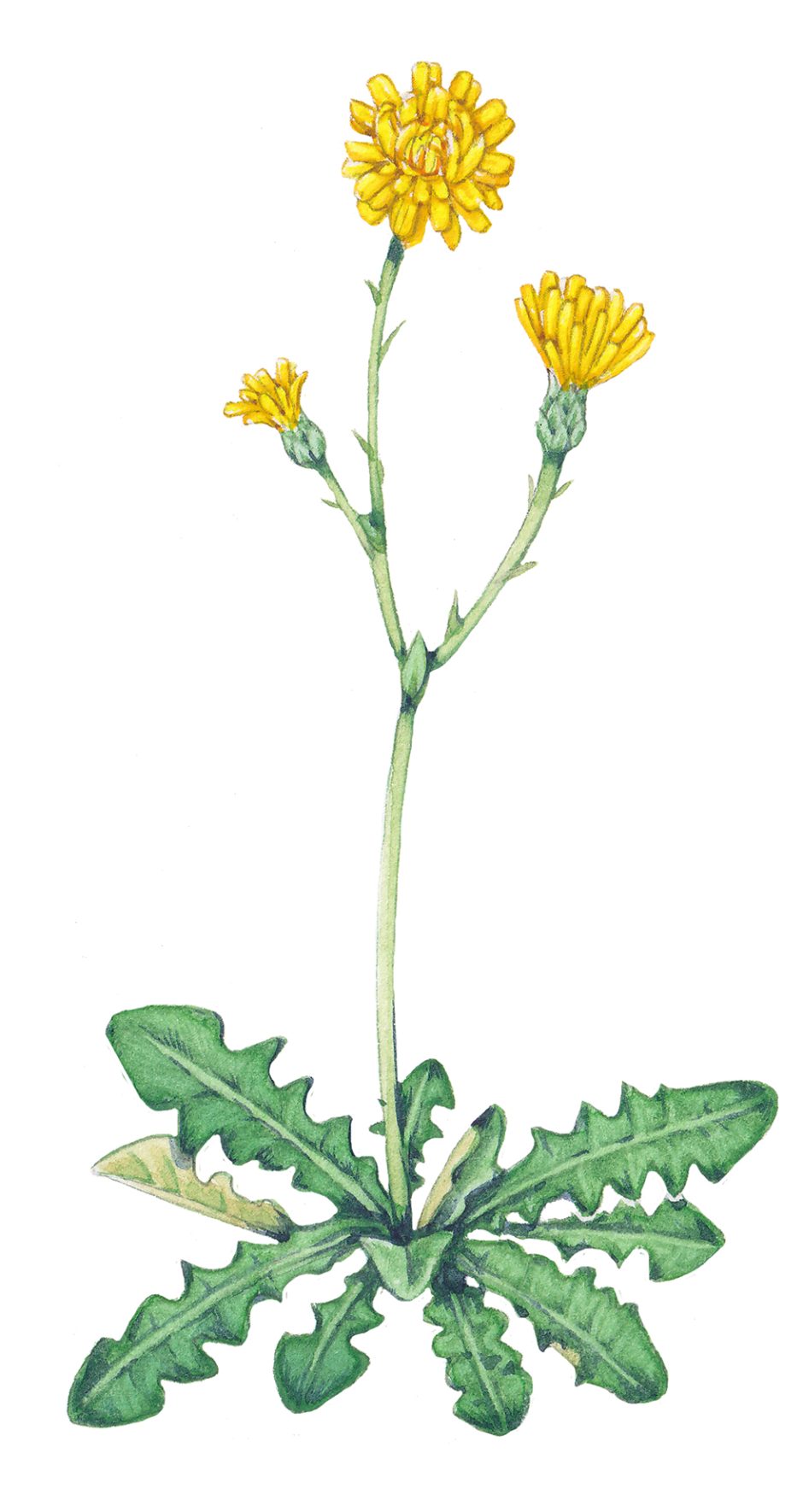 Hawkweed sketch Hieracium species - Lizzie Harper