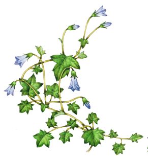 Ivy-leaved Bellflower sketch Wahlenbergia hederacea