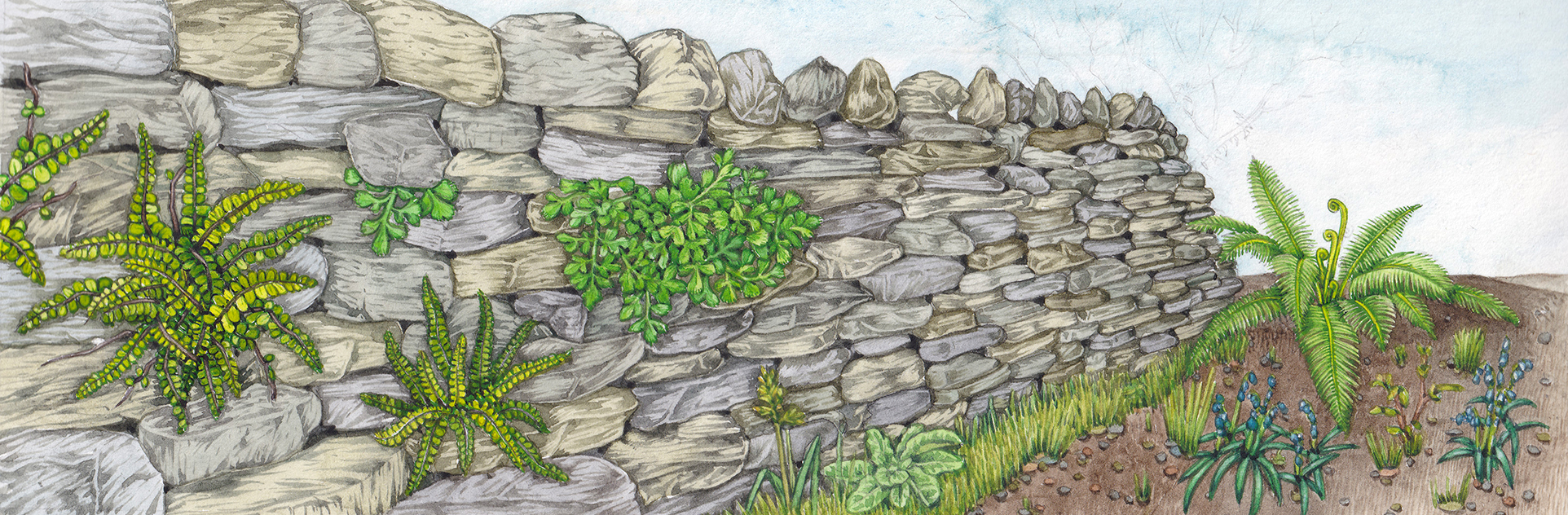 Brecknockshire flora