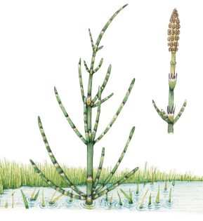 Marsh horsetail Equisetum palustre with strobili