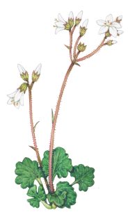 Meadow saxifrage sketch Saxifraga granulata
