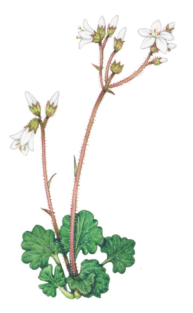 Botanical illustration from the Brecknockshire Flora