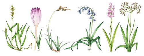 Botanical illustration from the Brecknockshire flora
