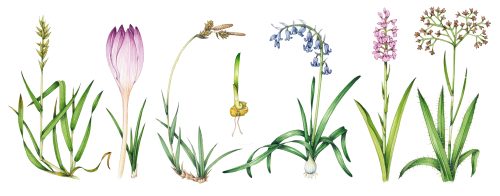 Botanical illustration from the Breckncockshire Flora