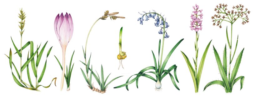 Botanical illustration from the Breckncockshire Flora