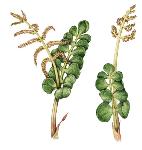 Botanical Illustration for the Brecknockshire Flora