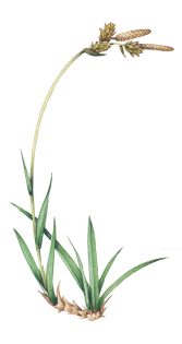 Mountain or soft leaved sedge sketch Carex montana