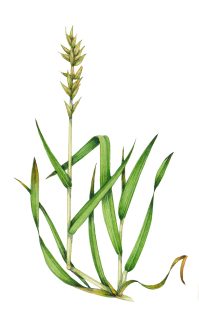 Sweet vernal grass sketch Anthoxanthum odoratum