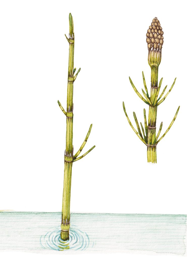 Water horsetail Equisetum fluviatile with strobili - Lizzie Harper