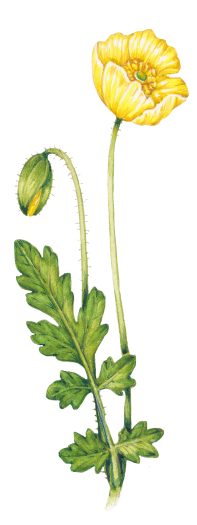 Botanical Illustration from the Brecknockshire flora