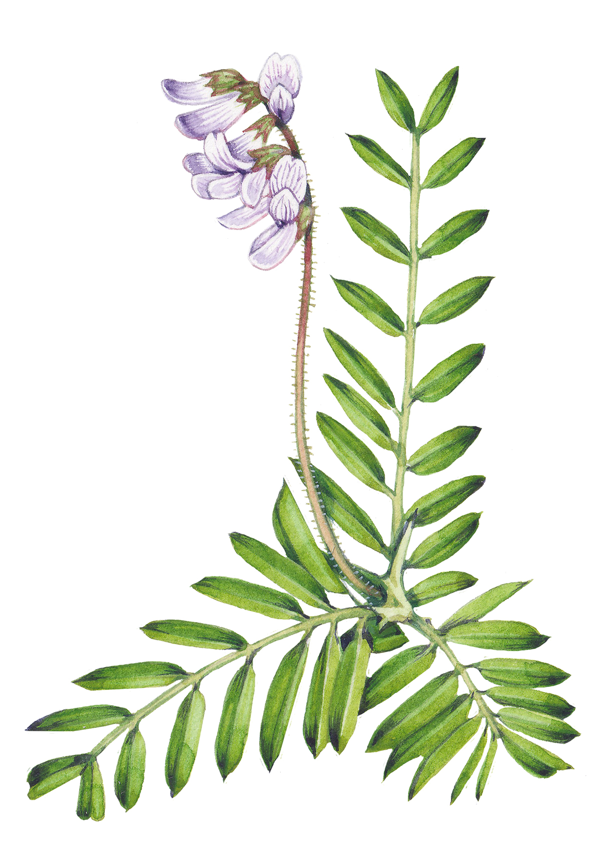 Wood or Upright Bitter-vetch sketch Vicia orobus - Lizzie Harper