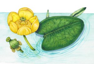 Yellow waterlily Nuphar luteum