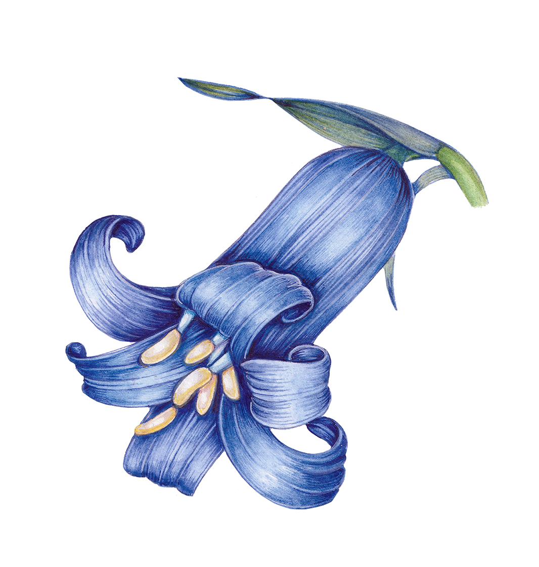 Bluebell flower Hyancinthoides non-scripta - Lizzie Harper