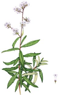 American Herbal Pharmacopoeia: Botanical Herbal