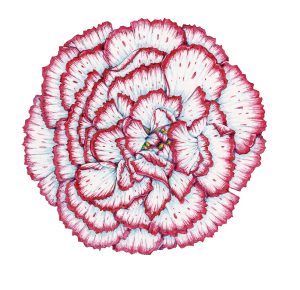 Carnation flower Dianthus caryophyllus – SOLD –