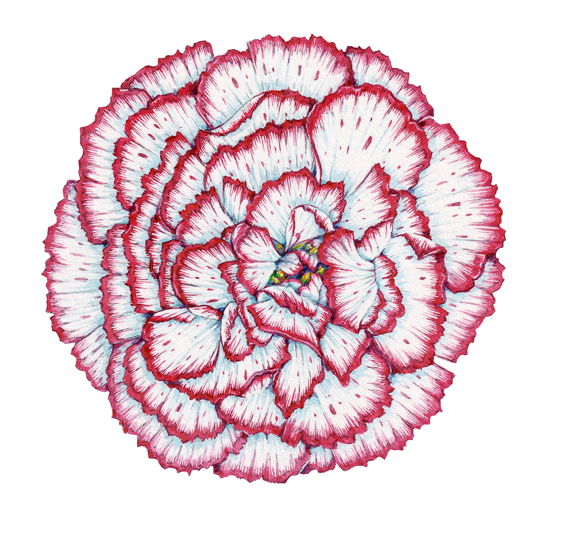 Carnation