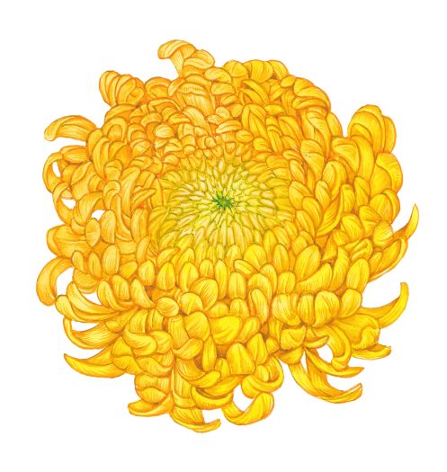 Chrysanthemum flower Pom-pom - Lizzie Harper