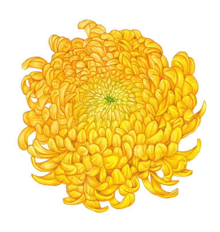 pom pom chrysanthemum flower