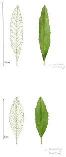 Eriodictyon leaf shapes E trichocalyx varieties