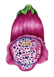 Foxglove flower Digitaria purpurea