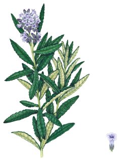 Hairy Yerba Santa Eriodictyon trichocalyx