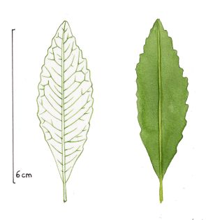 Hairy Yerba santa leaf shapes