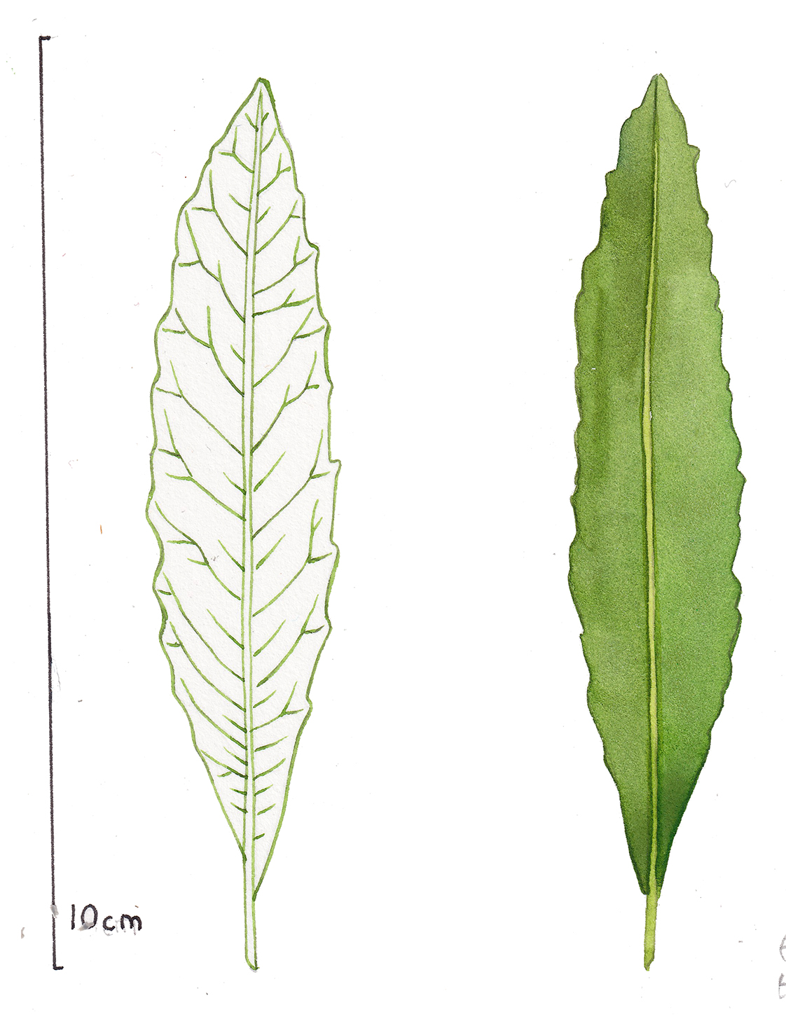 Eriodictyon leaf shapes