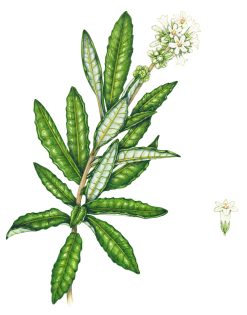 Hairy Yerba santa Eriodictyon trichocalyx