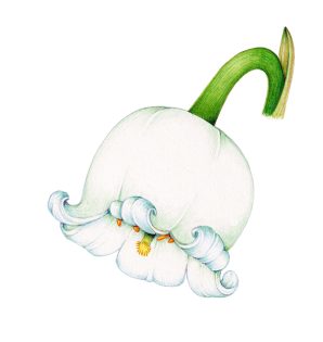 Lily of the Valley flower Convallaria majalis