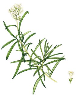 Narrow-leaved yerba santa Eriodictyon angustifolium