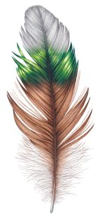 Breast feather of Cockerel