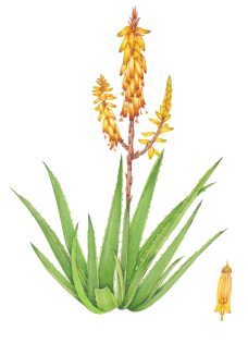Aloe vera