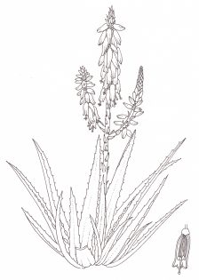 Aloe vera pen and ink