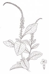 Blue vervain or Blue porterweed Stachytarpheta jamaicensis