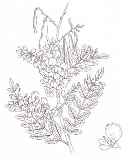 Bush tea or Quickstick Gliricidia sepium