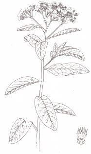 Cattle-tongue or Cough bush Pluchea carolinensis ink