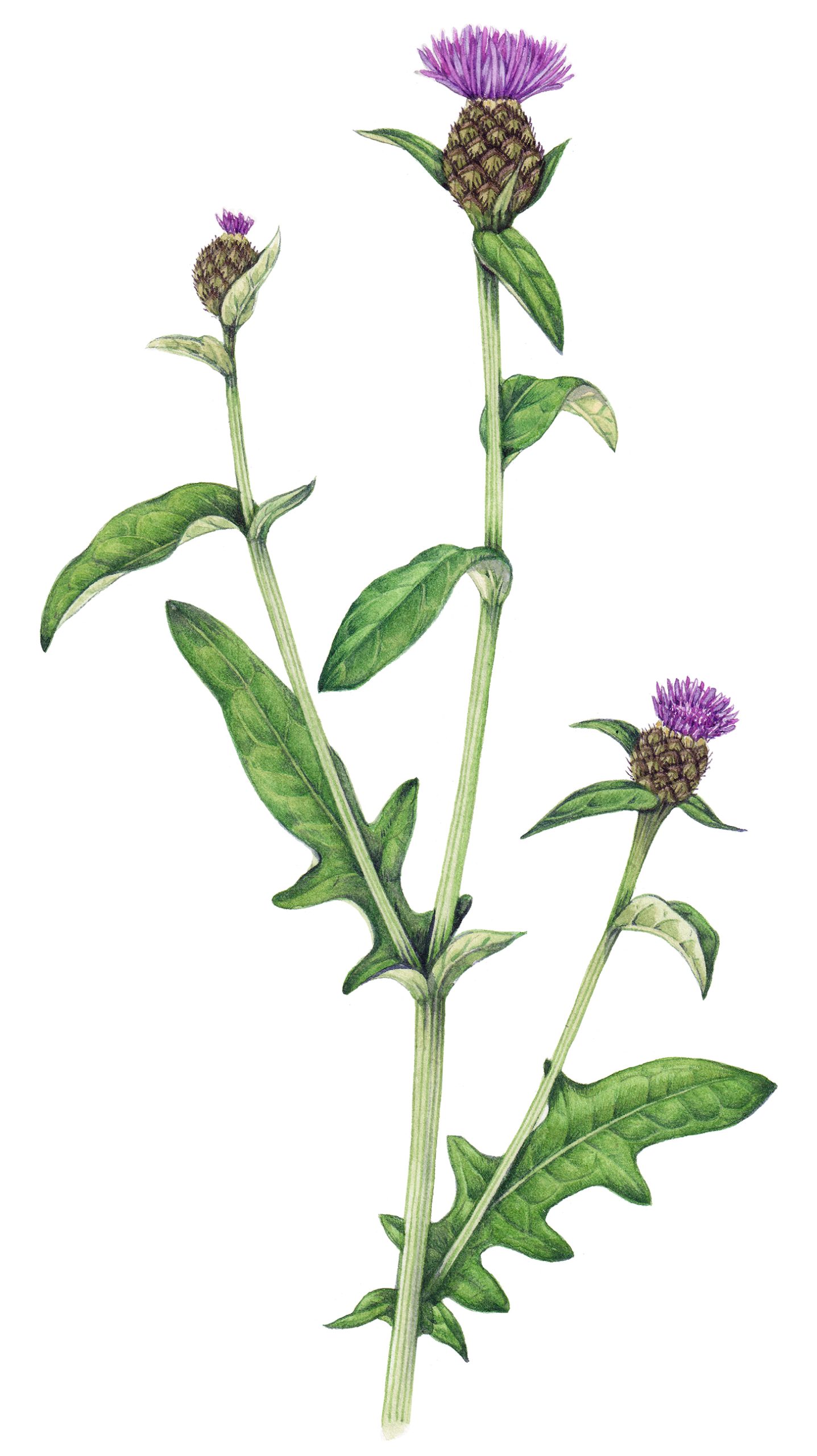 knapweed
