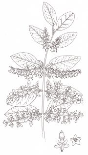 Davis root or David’s milkberry Chiocacca alba