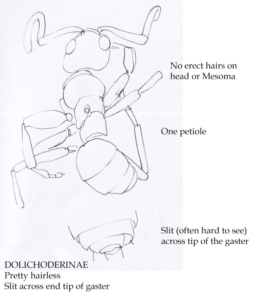 ant anatomy