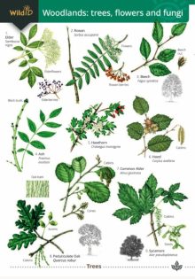 Woodlands Trees Flowers & Fungi chart by FSC