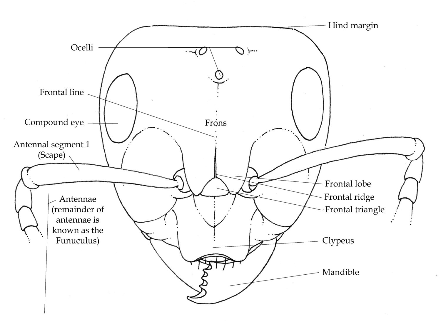 Ant anatomy for Beginners Lizzie Harper