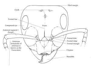 ant anatomy