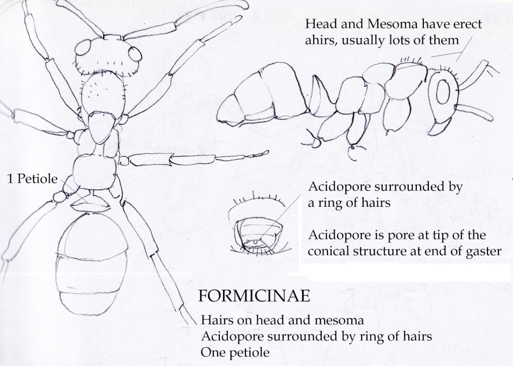 ant anatomy